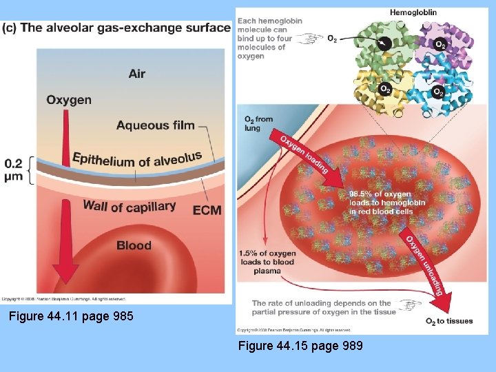 Figure 44. 11 page 985 Figure 44. 15 page 989 