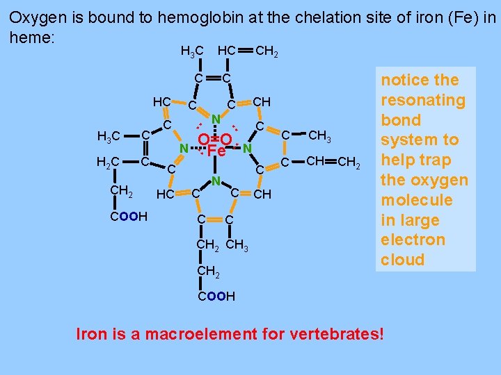 Oxygen is bound to hemoglobin at the chelation site of iron (Fe) in heme: