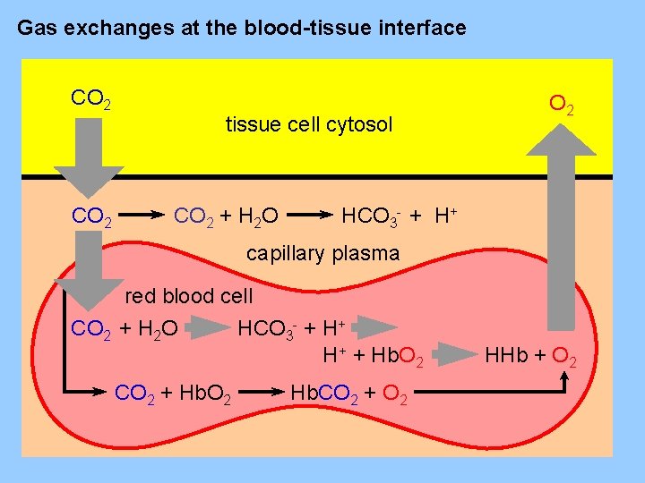 Gas exchanges at the blood-tissue interface CO 2 tissue cell cytosol CO 2 +