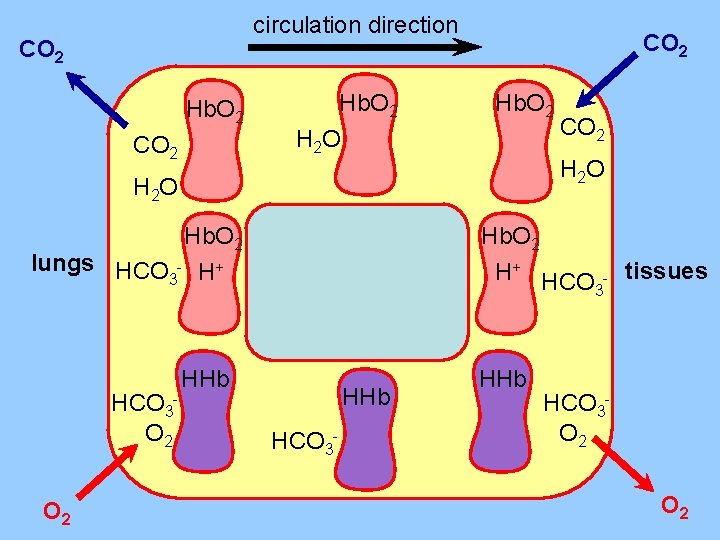 circulation direction CO 2 Hb. O 2 H 2 O Hb. O 2 lungs