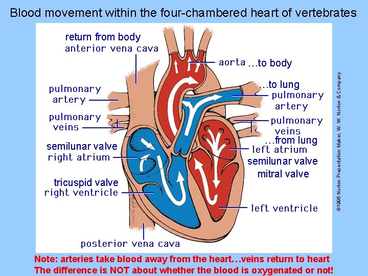 Blood movement within the four-chambered heart of vertebrates return from body …to lung semilunar