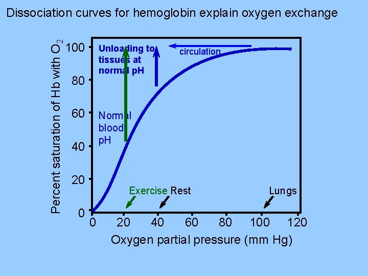 Percent saturation of Hb with O 2 Dissociation curves for hemoglobin explain oxygen exchange
