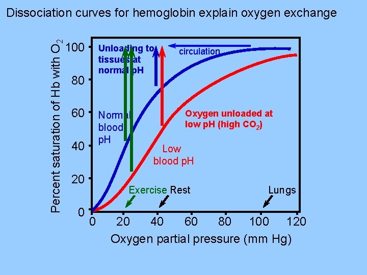 Percent saturation of Hb with O 2 Dissociation curves for hemoglobin explain oxygen exchange