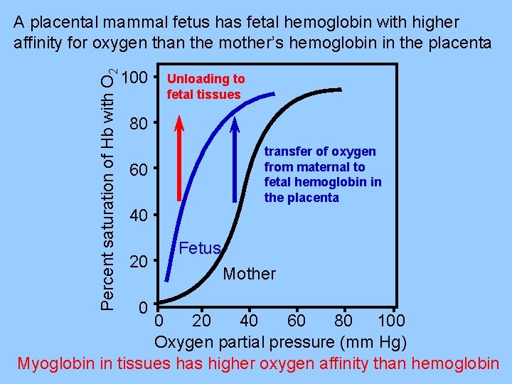 Percent saturation of Hb with O 2 A placental mammal fetus has fetal hemoglobin