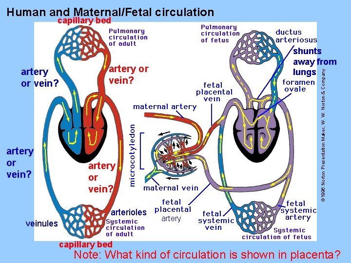 Human and Maternal/Fetal circulation capillary bed artery or vein? © 1996 Norton Presentation Maker,