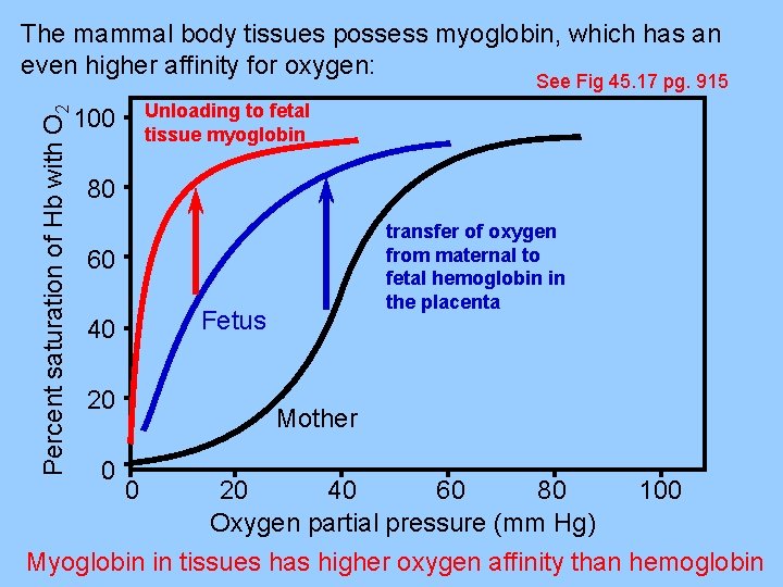 The mammal body tissues possess myoglobin, which has an even higher affinity for oxygen: