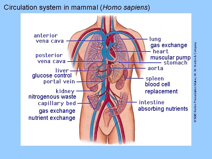gas exchange muscular pump glucose control nitrogenous waste gas exchange nutrient exchange blood cell