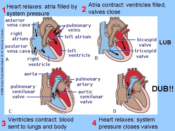 2 Atria contract: ventricles filled, valves close © 1996 Norton Presentation Maker, W. W.