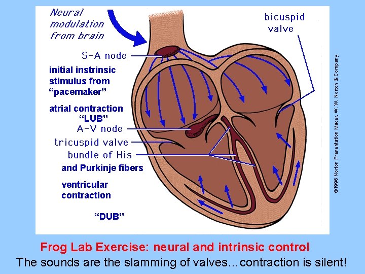 atrial contraction “LUB” and Purkinje fibers ventricular contraction © 1996 Norton Presentation Maker, W.