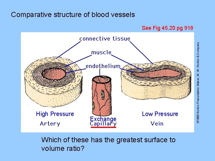 Comparative structure of blood vessels High Pressure Exchange Low Pressure Which of these has
