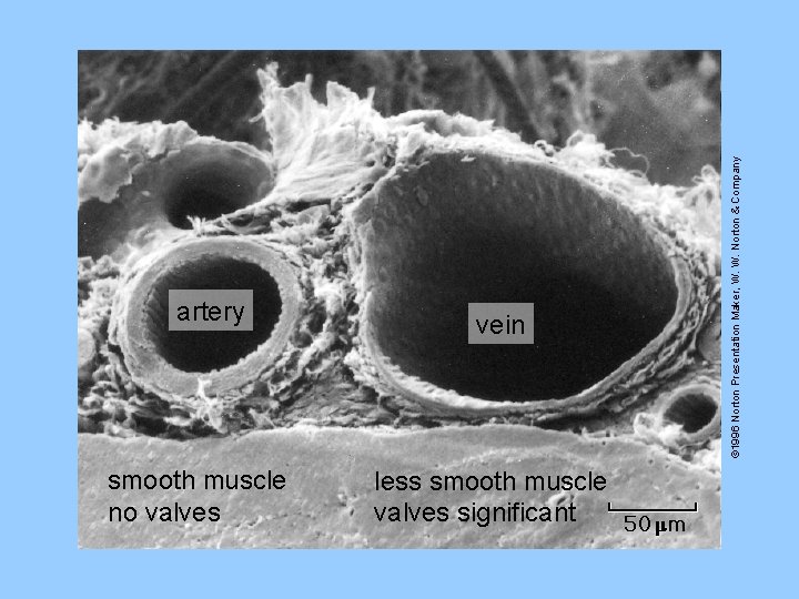 smooth muscle no valves vein less smooth muscle valves significant © 1996 Norton Presentation