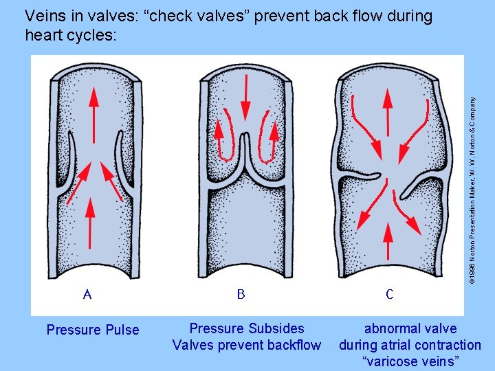 © 1996 Norton Presentation Maker, W. W. Norton & Company Veins in valves: “check