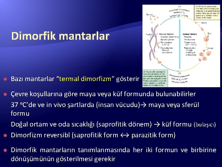 Dimorfik mantarlar Bazı mantarlar “termal dimorfizm” gösterir Çevre koşullarına göre maya veya küf formunda