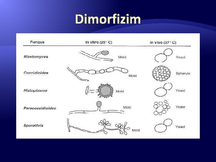 Dimorfizim 