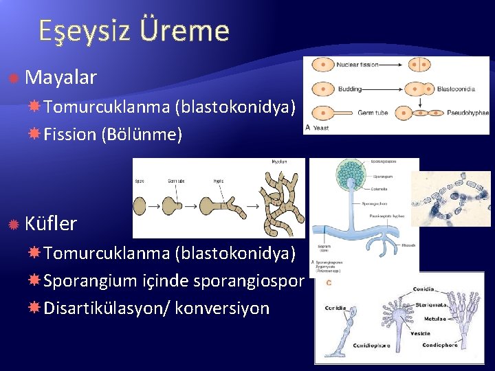 Eşeysiz Üreme Mayalar Tomurcuklanma (blastokonidya) Fission (Bölünme) Küfler Tomurcuklanma (blastokonidya) Sporangium içinde sporangiospor Disartikülasyon/