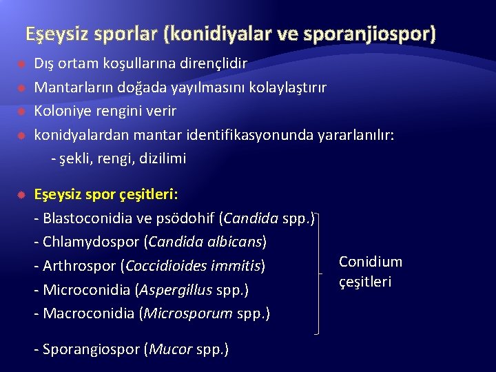 Eşeysiz sporlar (konidiyalar ve sporanjiospor) Dış ortam koşullarına dirençlidir Mantarların doğada yayılmasını kolaylaştırır Koloniye