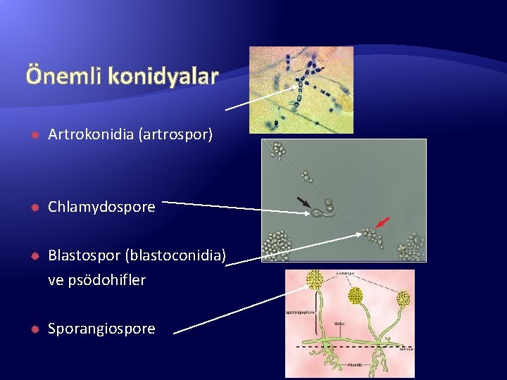 Önemli konidyalar Artrokonidia (artrospor) Chlamydospore Blastospor (blastoconidia) ve psödohifler Sporangiospore 