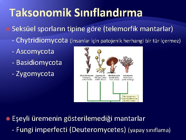 Taksonomik Sınıflandırma Seksüel sporların tipine göre (telemorfik mantarlar) - Chytridiomycota (insanlar için patojenik herhangi