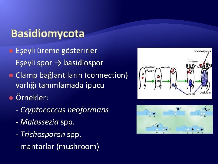 Basidiomycota Eşeyli üreme gösterirler Eşeyli spor → basidiospor Clamp bağlantıların (connection) varlığı tanımlamada ipucu