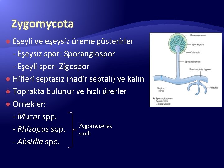 Zygomycota Eşeyli ve eşeysiz üreme gösterirler - Eşeysiz spor: Sporangiospor - Eşeyli spor: Zigospor