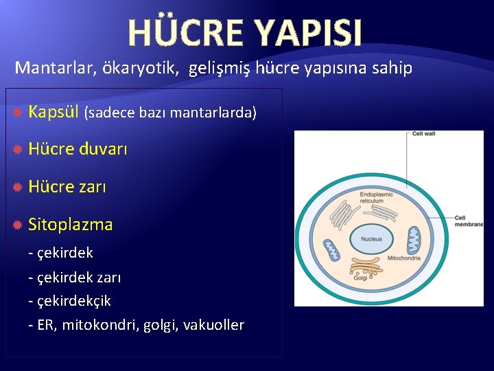 HÜCRE YAPISI Mantarlar, ökaryotik, gelişmiş hücre yapısına sahip Kapsül (sadece bazı mantarlarda) Hücre duvarı