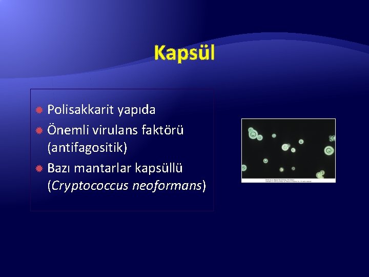 Kapsül Polisakkarit yapıda Önemli virulans faktörü (antifagositik) Bazı mantarlar kapsüllü (Cryptococcus neoformans) 
