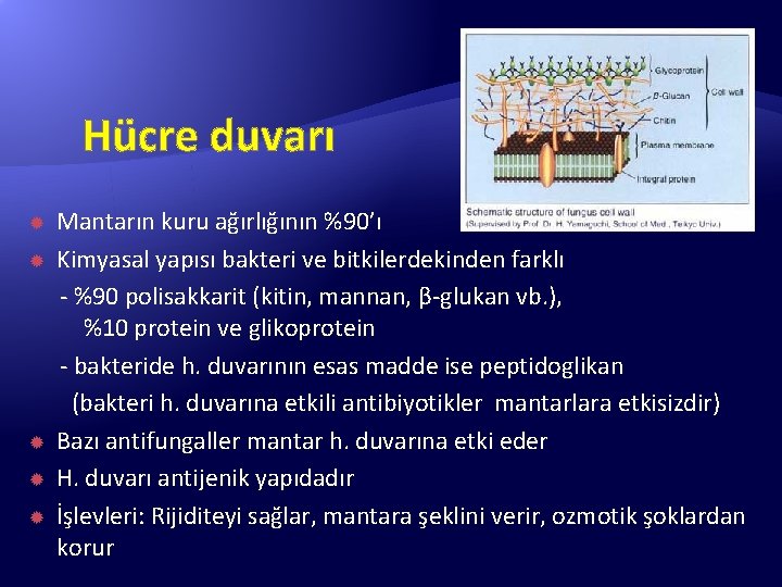 Hücre duvarı Mantarın kuru ağırlığının %90’ı Kimyasal yapısı bakteri ve bitkilerdekinden farklı - %90