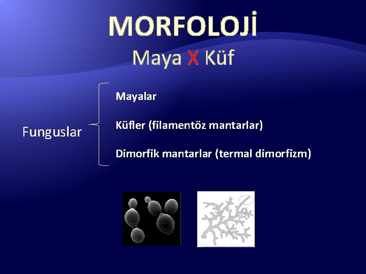 MORFOLOJİ Maya X Küf Mayalar Funguslar Küfler (filamentöz mantarlar) Dimorfik mantarlar (termal dimorfizm) 