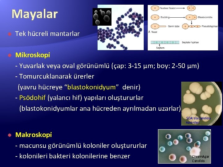 Mayalar Tek hücreli mantarlar Mikroskopi - Yuvarlak veya oval görünümlü (çap: 3 -15 μm;