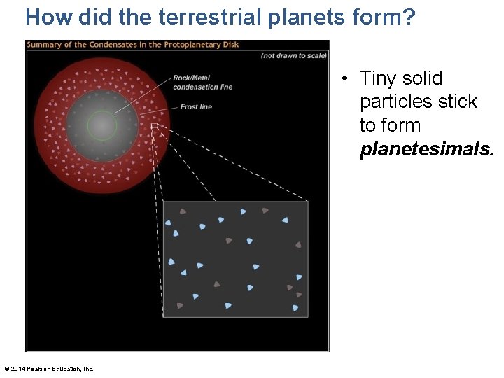 How did the terrestrial planets form? • Tiny solid particles stick to form planetesimals.
