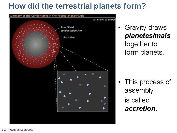How did the terrestrial planets form? • Gravity draws planetesimals together to form planets.
