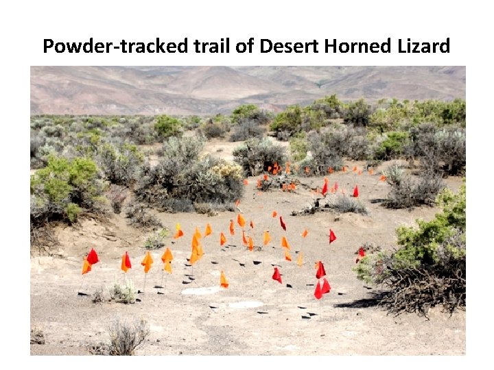 Powder-tracked trail of Desert Horned Lizard 