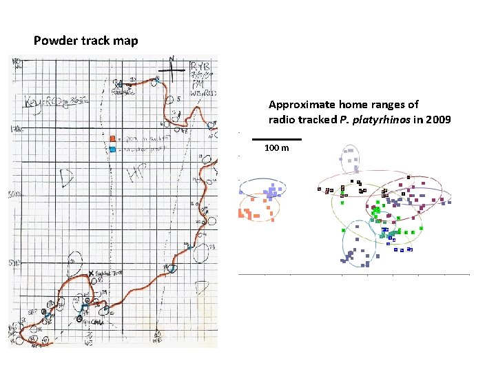 Powder track map Approximate home ranges of radio tracked P. platyrhinos in 2009 100