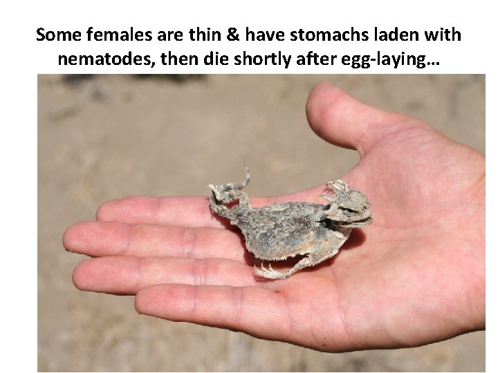 Some females are thin & have stomachs laden with nematodes, then die shortly after