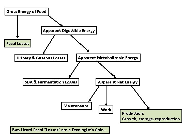 Gross Energy of Food Apparent Digestible Energy Fecal Losses Urinary & Gaseous Losses Apparent