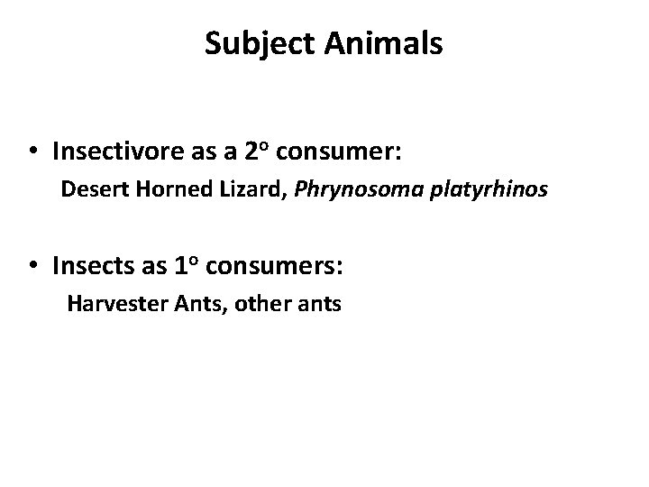 Subject Animals • Insectivore as a 2 o consumer: Desert Horned Lizard, Phrynosoma platyrhinos