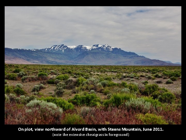 On plot, view northward of Alvord Basin, with Steens Mountain, June 2011. (note the