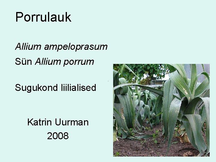 Porrulauk Allium ampeloprasum Sün Allium porrum Sugukond liilialised Katrin Uurman 2008 1 