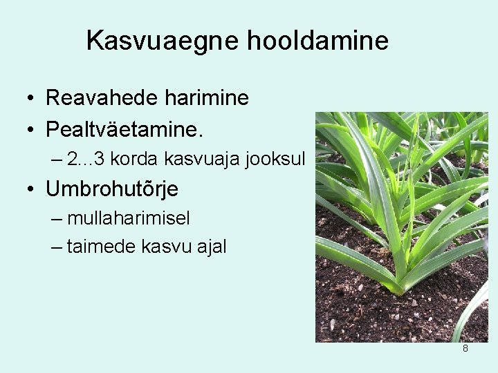 Kasvuaegne hooldamine • Reavahede harimine • Pealtväetamine. – 2. . . 3 korda kasvuaja