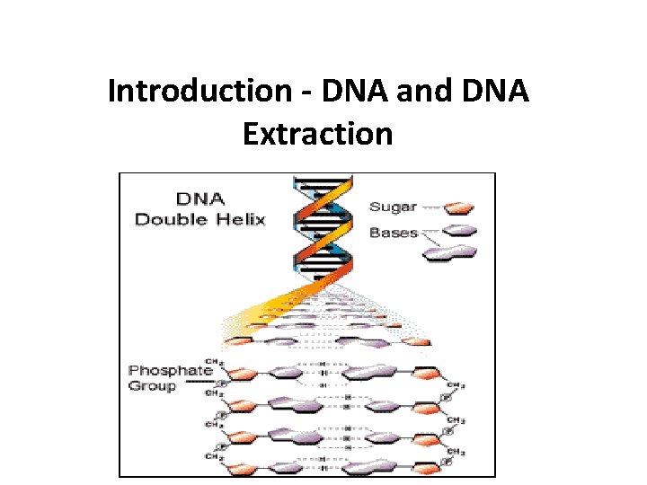 Introduction - DNA and DNA Extraction 