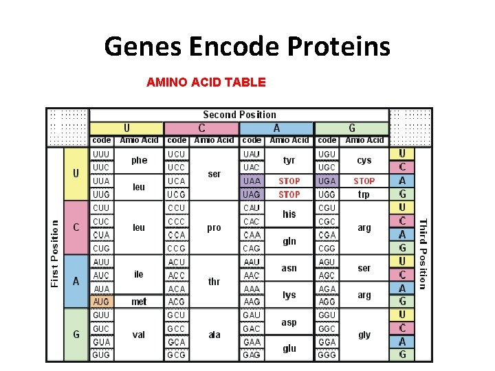Genes Encode Proteins AMINO ACID TABLE 