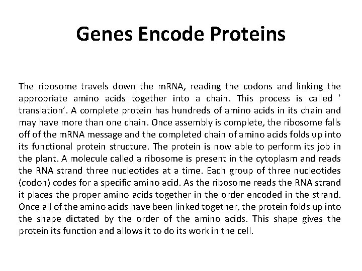 Genes Encode Proteins The ribosome travels down the m. RNA, reading the codons and