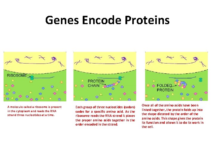 Genes Encode Proteins A molecule called a ribosome is present in the cytoplasm and