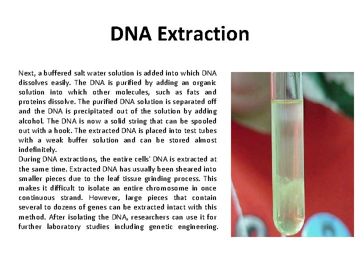 DNA Extraction Next, a buffered salt water solution is added into which DNA dissolves