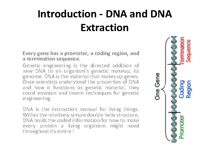 Introduction - DNA and DNA Extraction Every gene has a promoter, a coding region,
