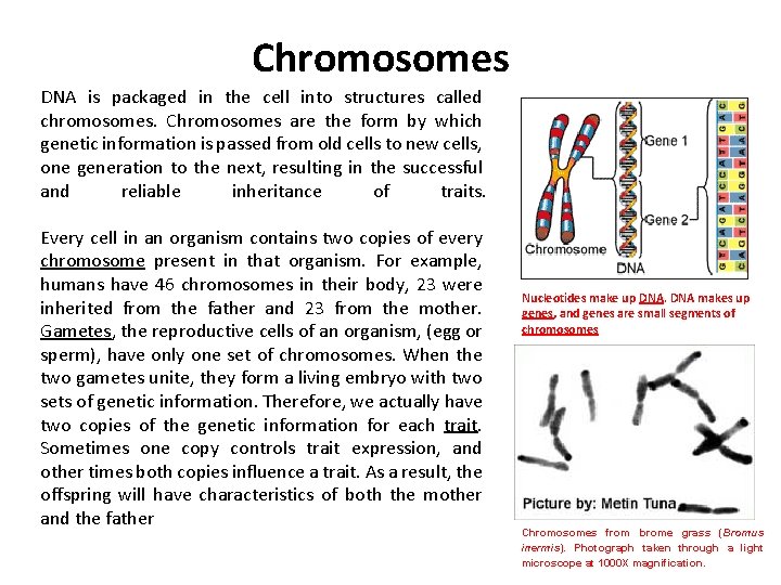 Chromosomes DNA is packaged in the cell into structures called chromosomes. Chromosomes are the