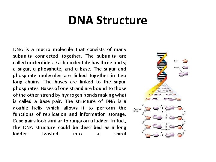 DNA Structure DNA is a macro molecule that consists of many subunits connected together.