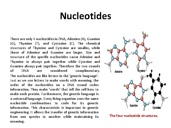 Nucleotides There are only 4 nucleotides in DNA, Adenine (A), Guanine (G), Thymine (T),