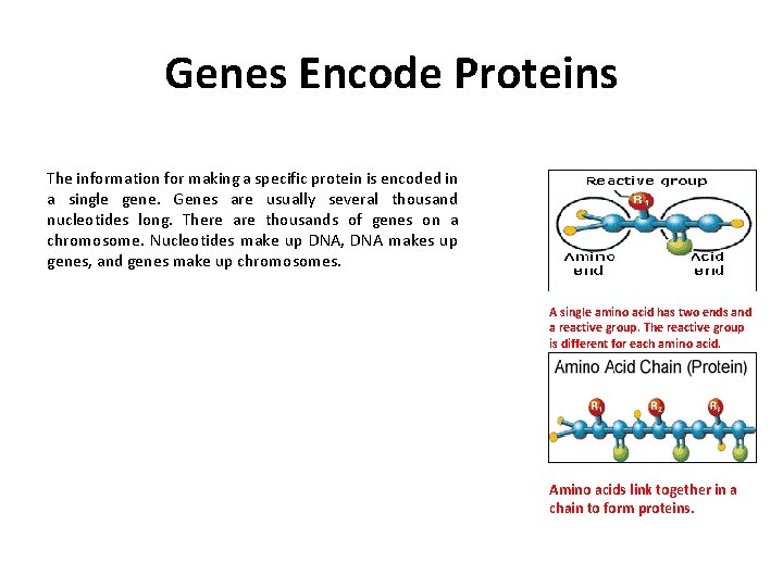 Genes Encode Proteins The information for making a specific protein is encoded in a