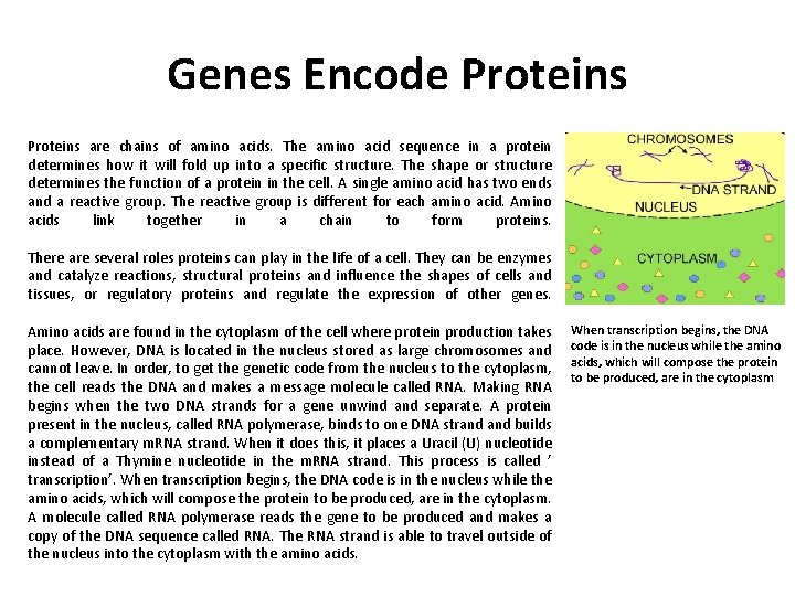 Genes Encode Proteins are chains of amino acids. The amino acid sequence in a